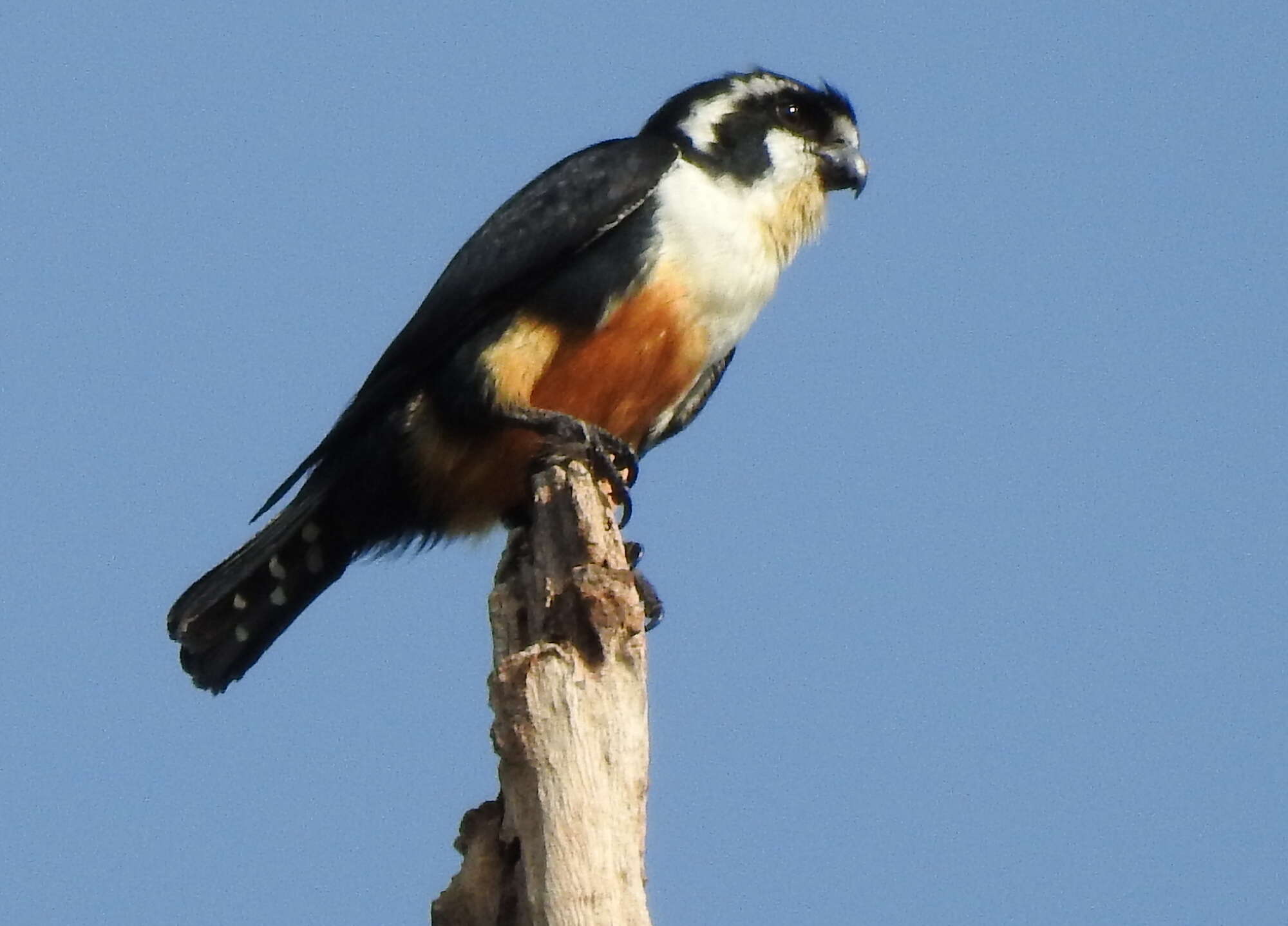 Image of Black-thighed Falconet