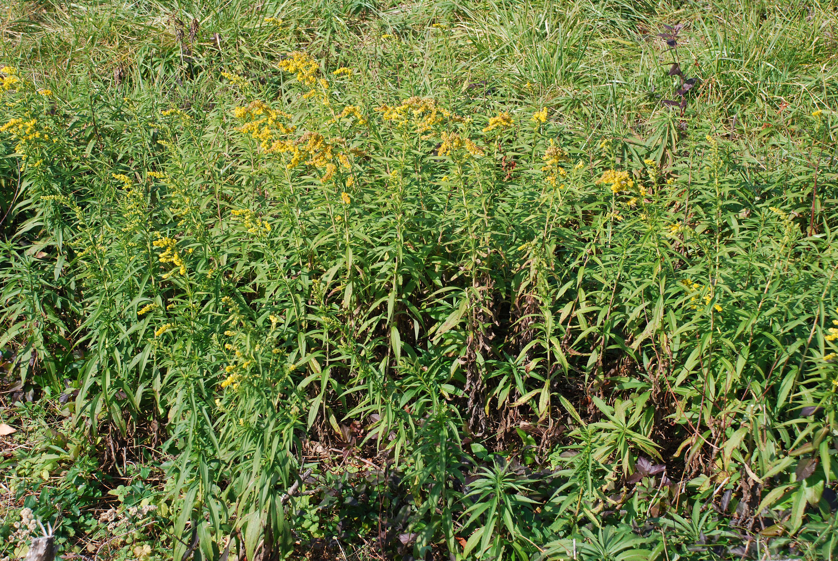 Imagem de Solidago gigantea Ait.