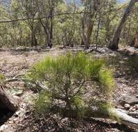 Image de Leptomeria drupacea (Labill.) Druce