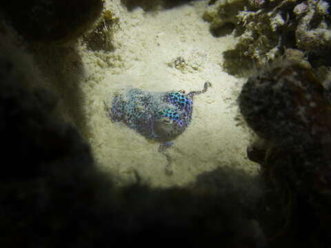 Image of Humming-bird Bobtail Squid