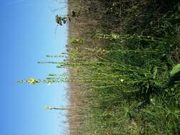 Imagem de Verbascum blattaria L.