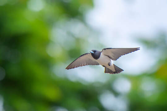 Image of White-breasted Woodswallow