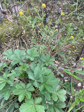 Image of European cinquefoil