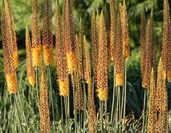 Plancia ëd Eremurus stenophyllus (Boiss. & Buhse) Baker