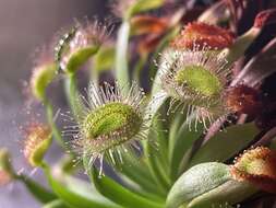 Image of Drosera petiolaris R. Br. ex DC.