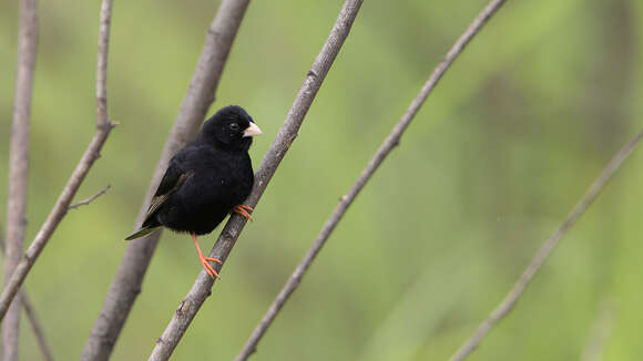 Image of Dusky Indigobird