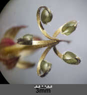 Image of Round-leaved Crane's-bill