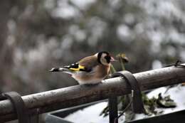 Image of European Goldfinch