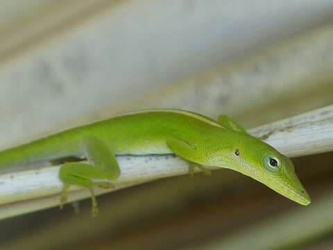 Image of Cuban green anole