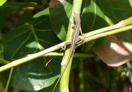 Image of Cuban green anole