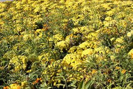 Image of fernleaf yarrow