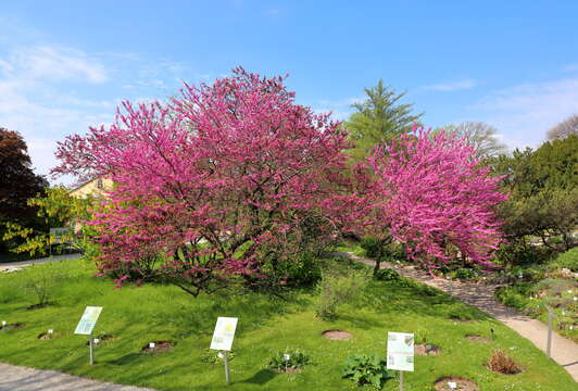 Image of Judas-tree