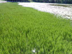 Image of Water Horsetail