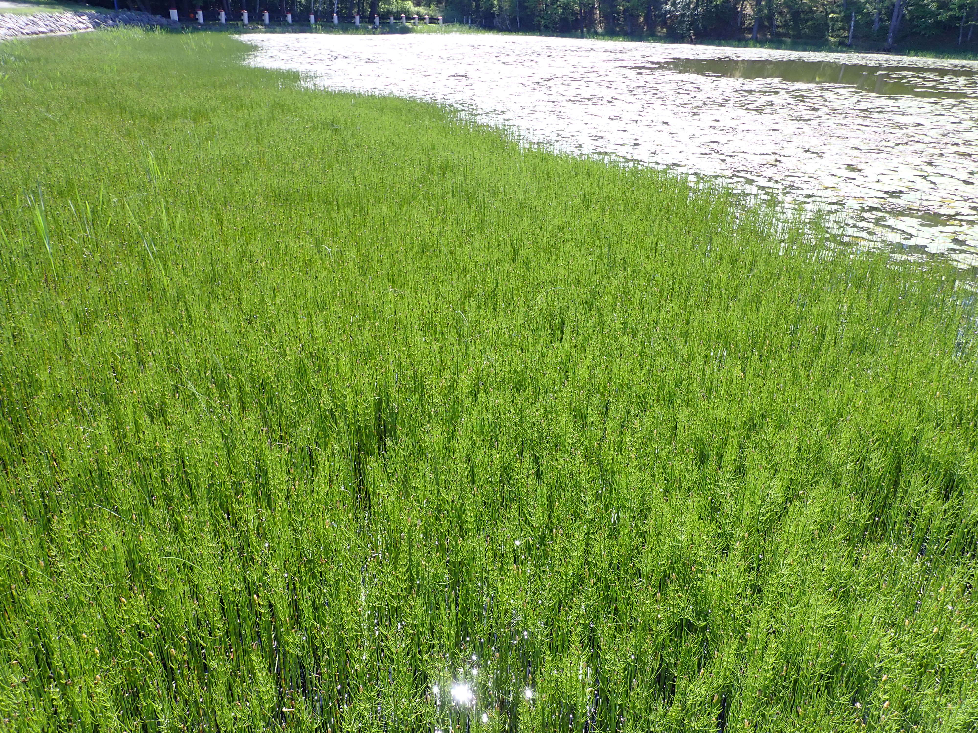 Image of Water Horsetail