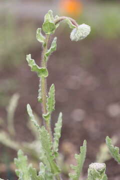 Image of Arctotis fastuosa Jacq.