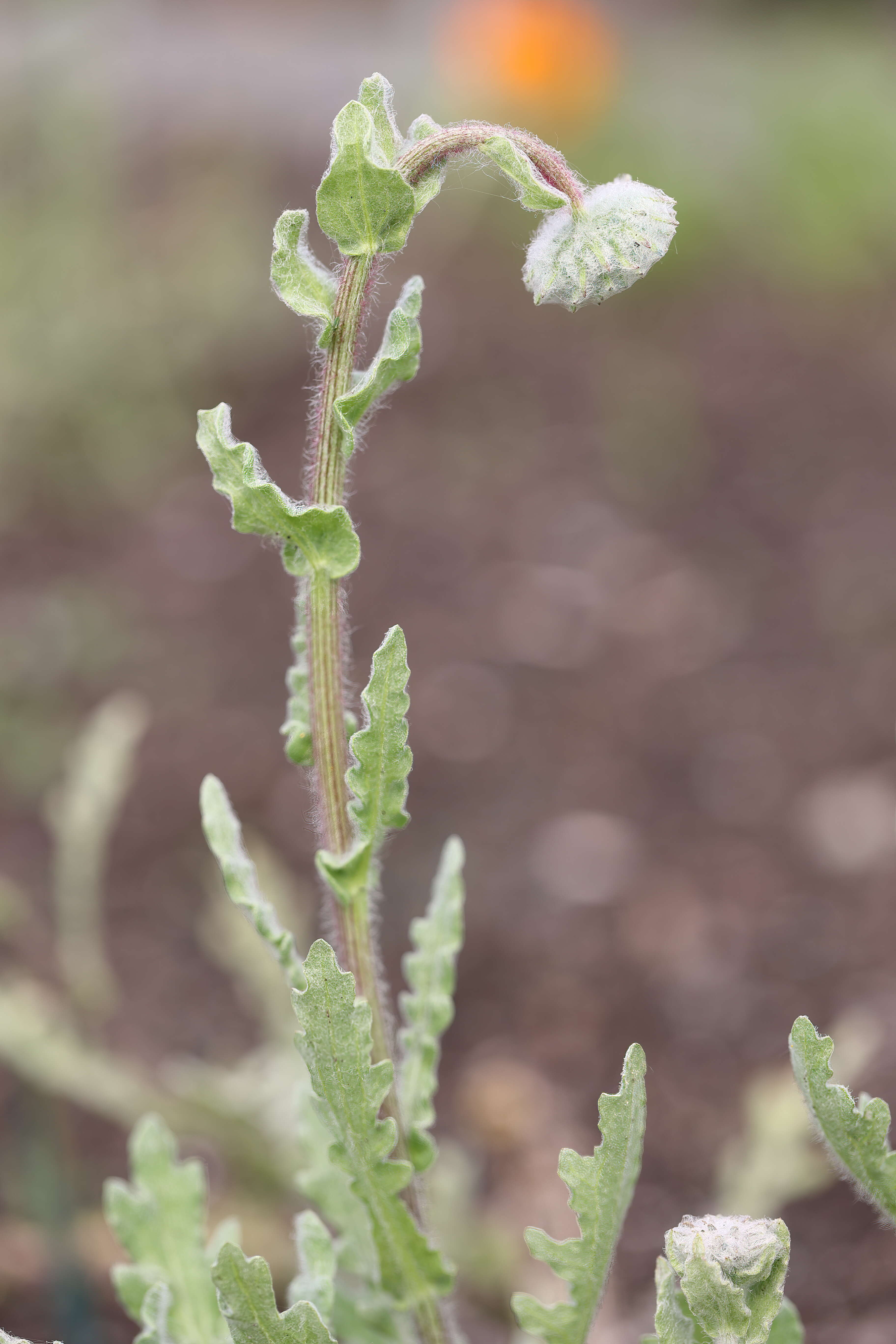 Image of Double Namaqua marigold