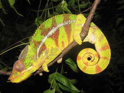 Image of Panther Chameleon