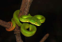 Image of White-lipped Tree Viper