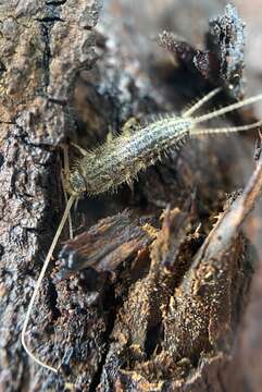 Image of Four-lined Silverfish