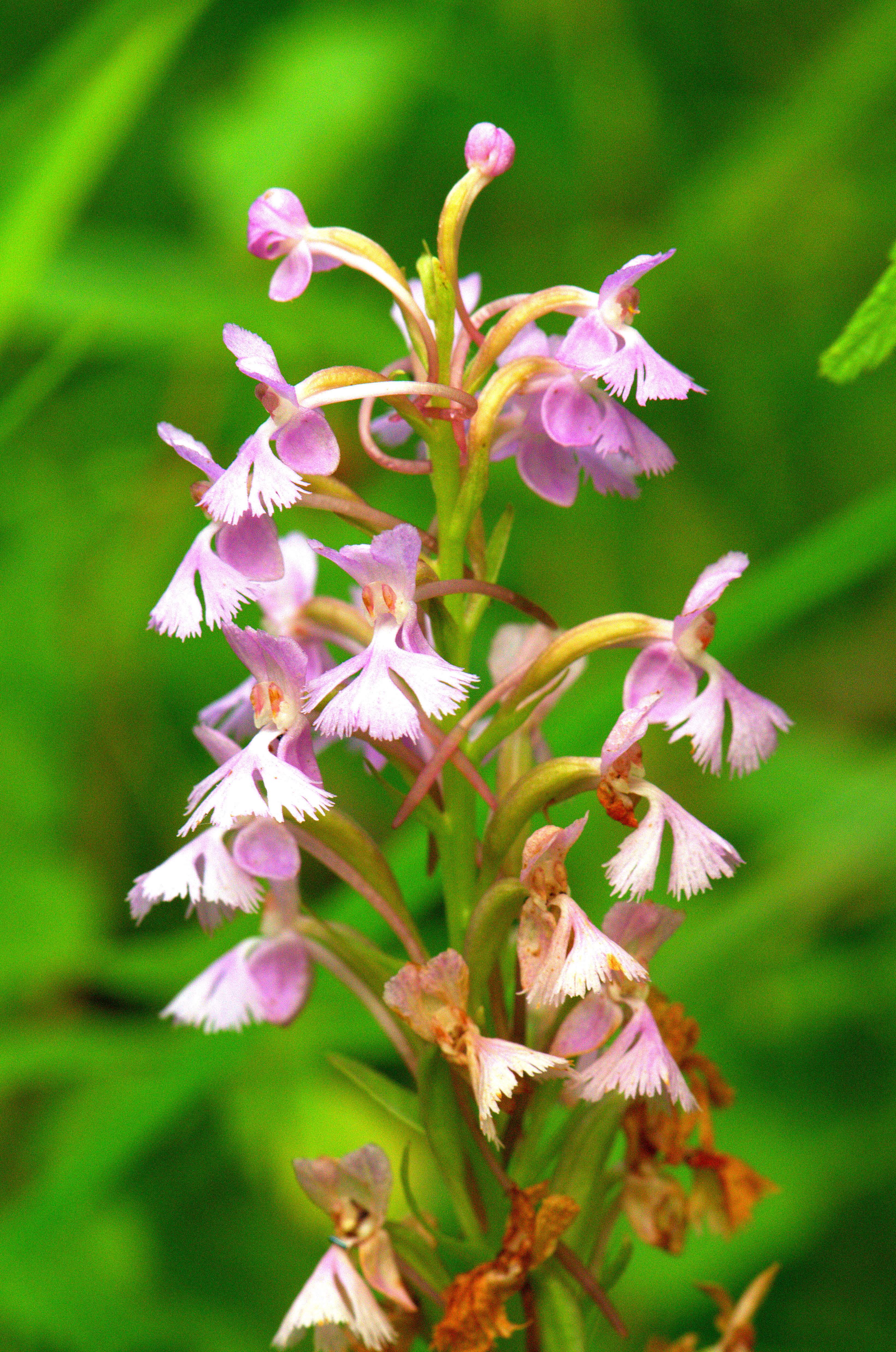 Image of Lesser purple fringed orchid