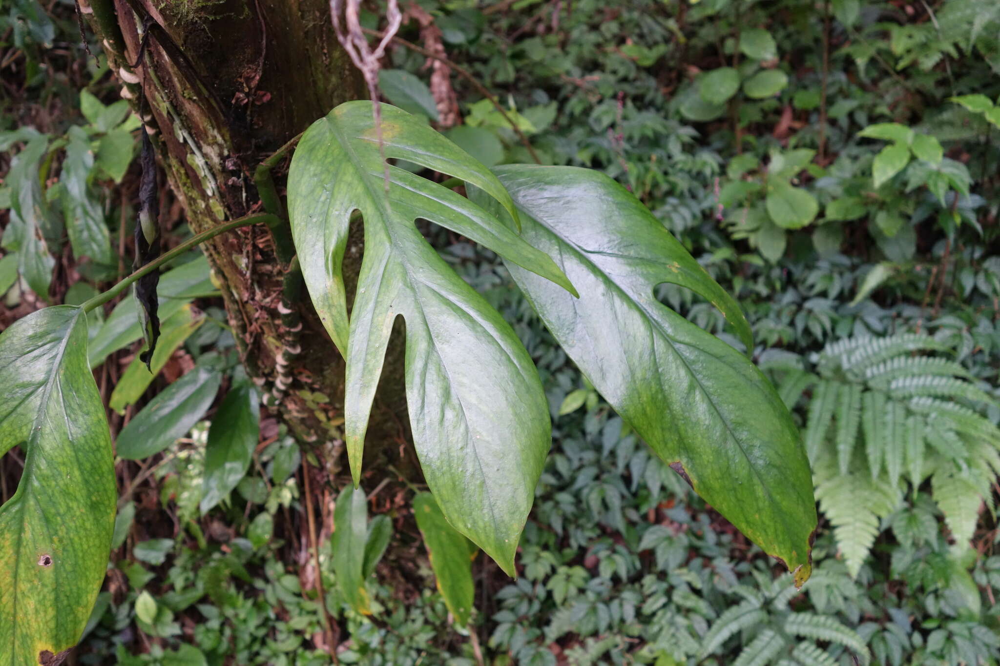 Image de Epipremnum pinnatum (L.) Engl.