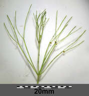 Image of Stonewort