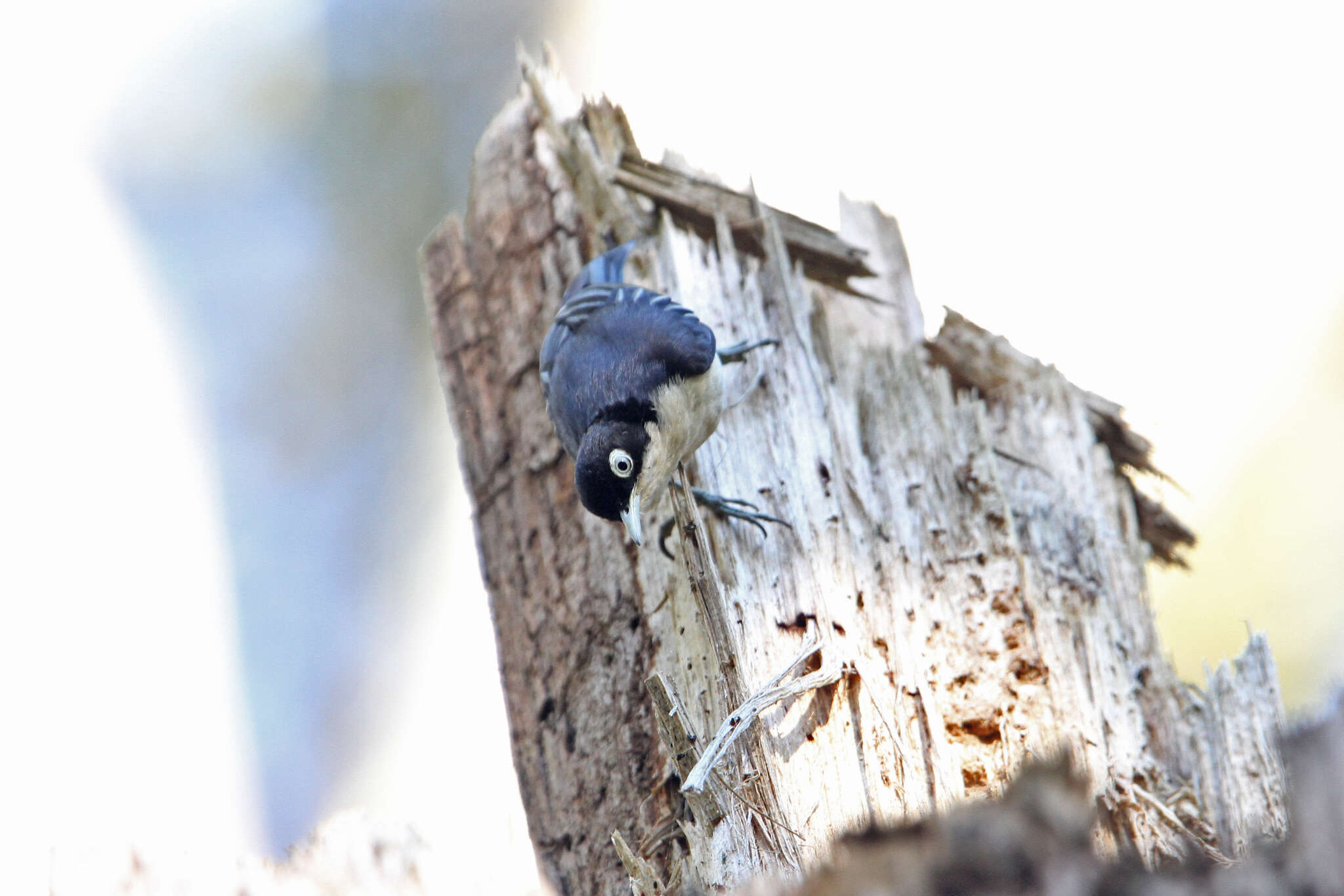 Image of Blue Nuthatch