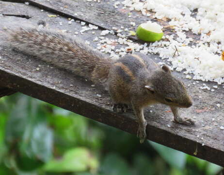 Image of Indian palm squirrel