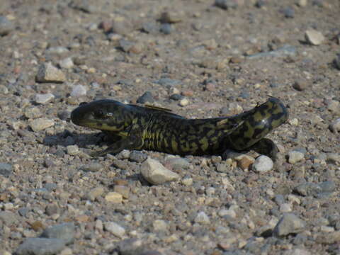 Image of Barred Tiger Salamander