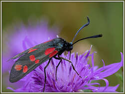 Image of six-spot burnet