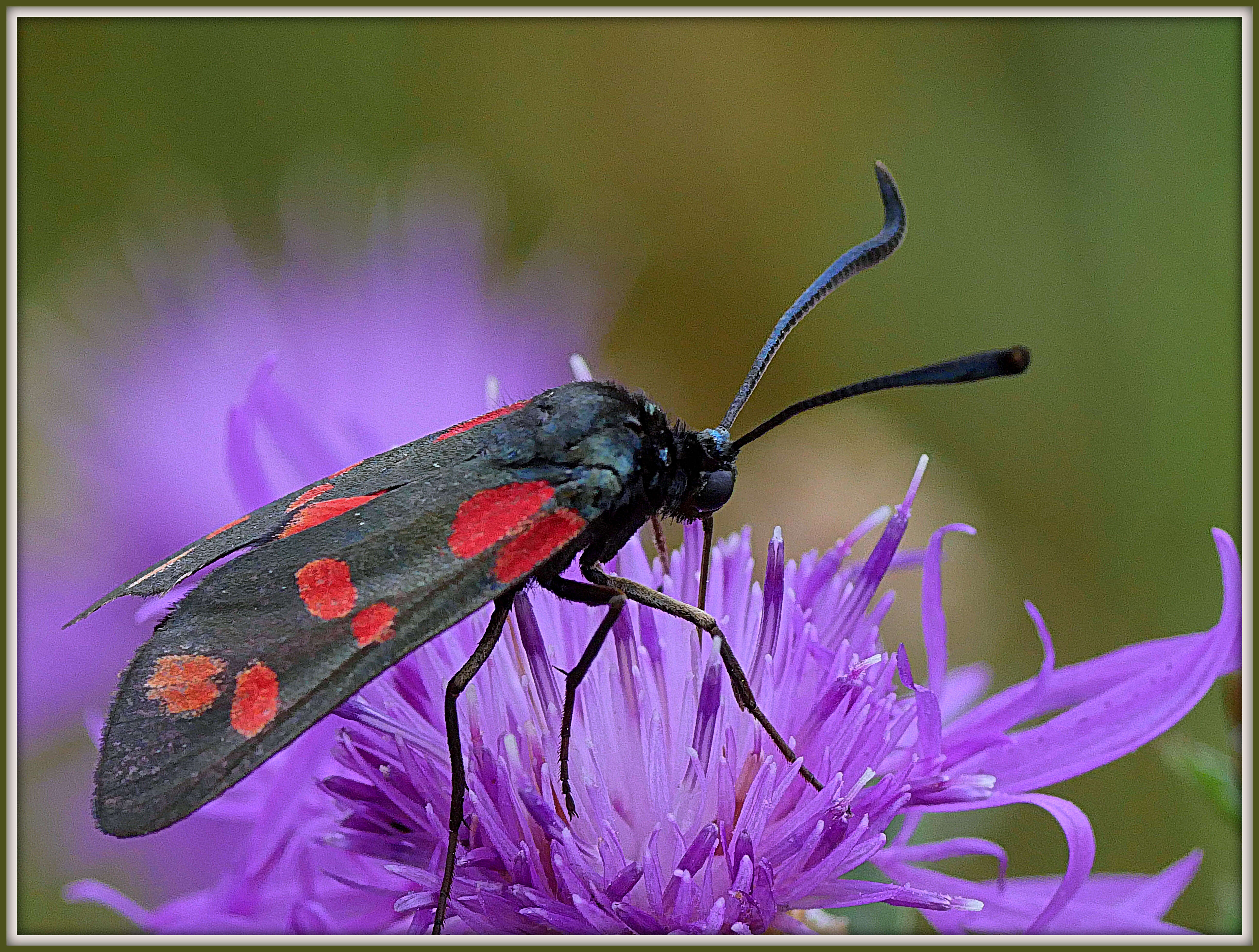 Image of six-spot burnet