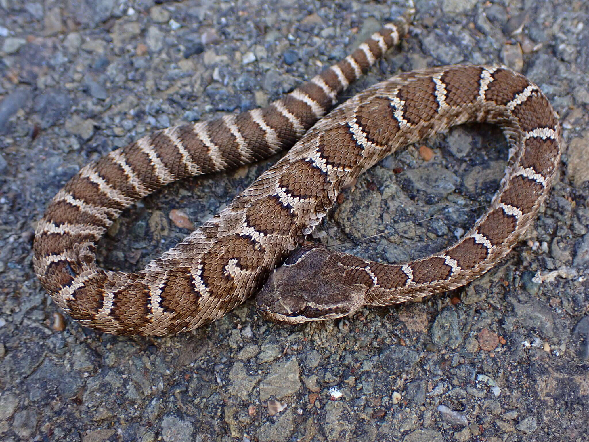 Image of Northern Pacific Rattlesnake