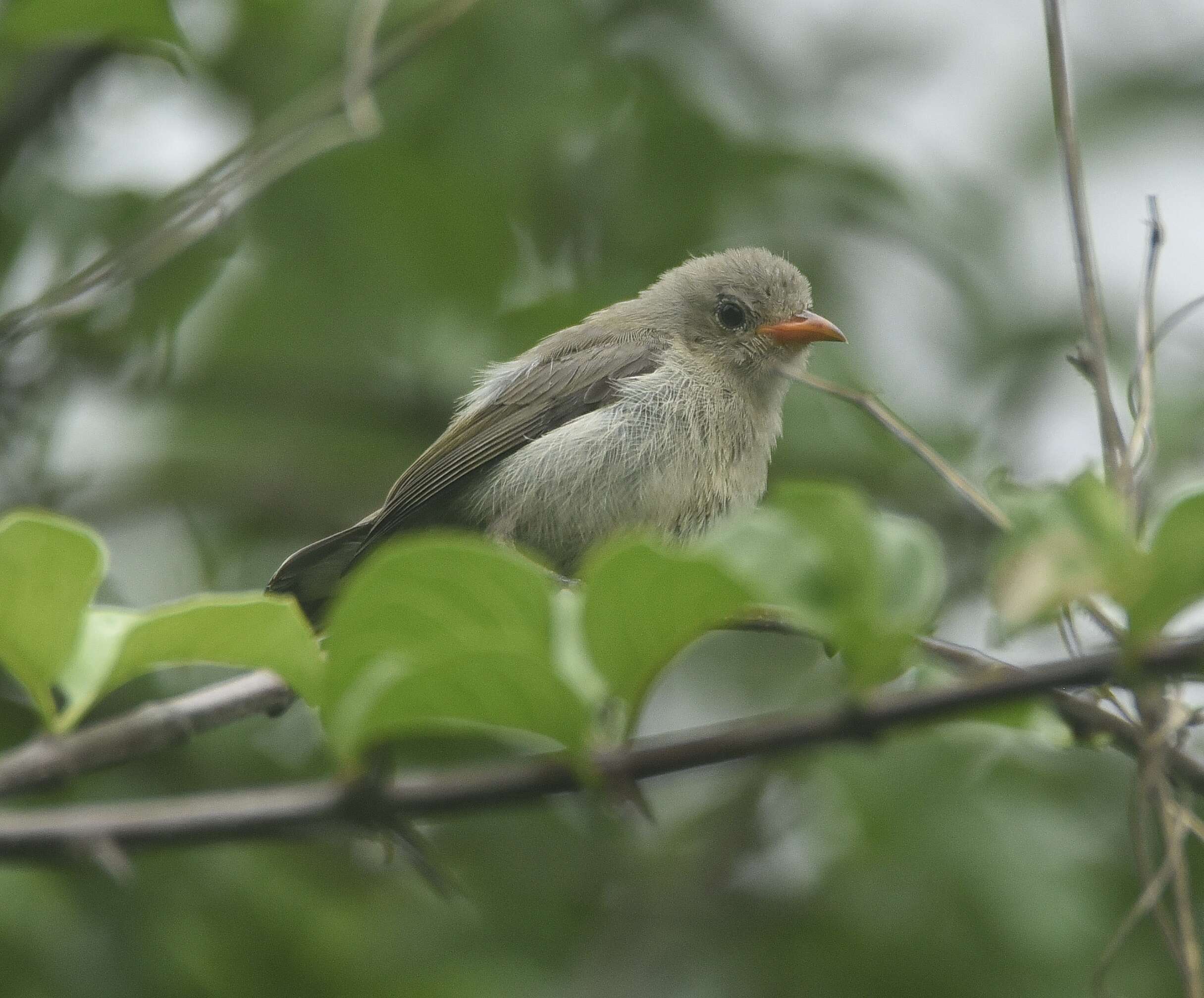 Plancia ëd Dicaeum erythrorhynchos (Latham 1790)