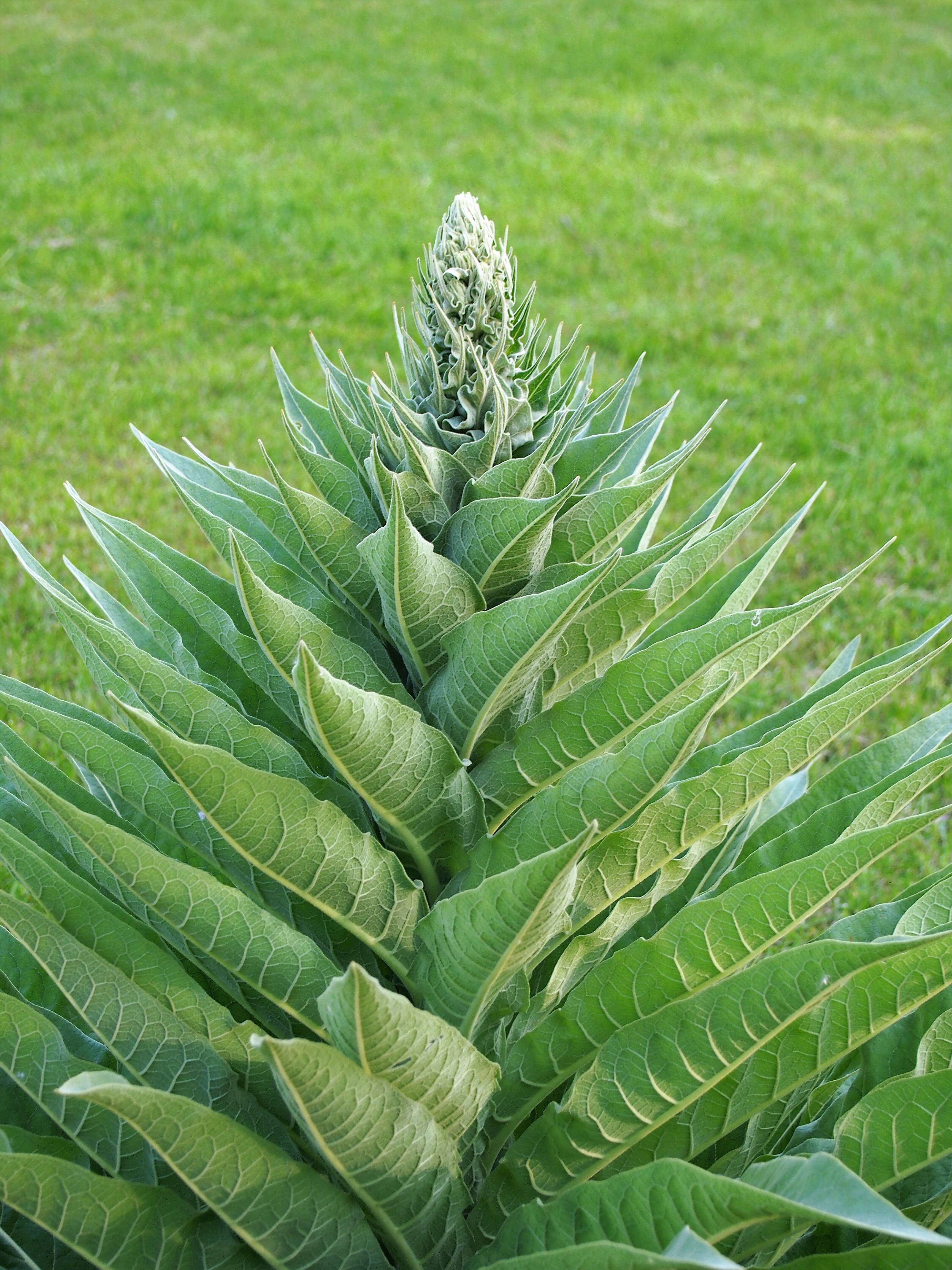 Verbascum nigrum L. resmi