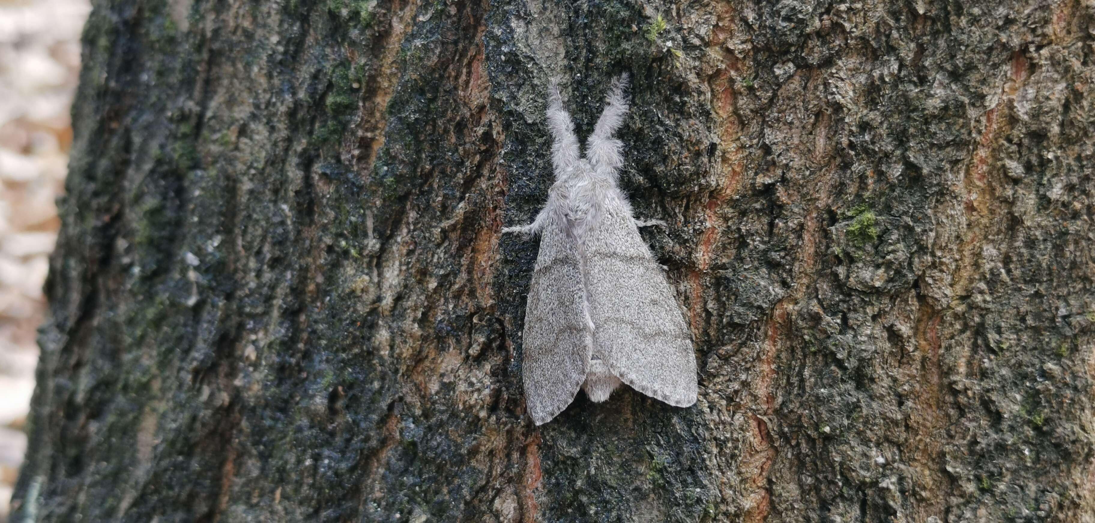 Слика од Calliteara pudibunda Linnaeus 1758