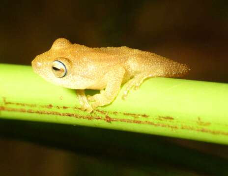 Image de Raorchestes luteolus (Kuramoto & Joshy 2003)