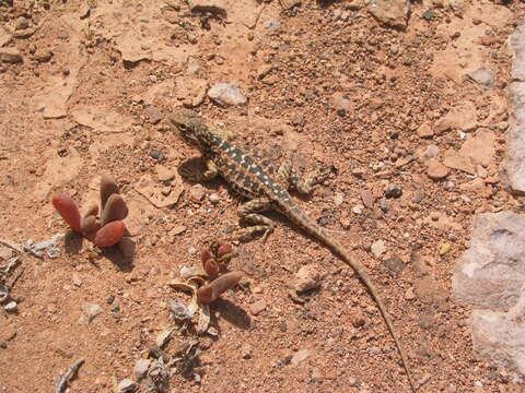 Image de Ctenophorus pictus (Peters 1866)