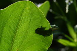 Image of American Green Treefrog