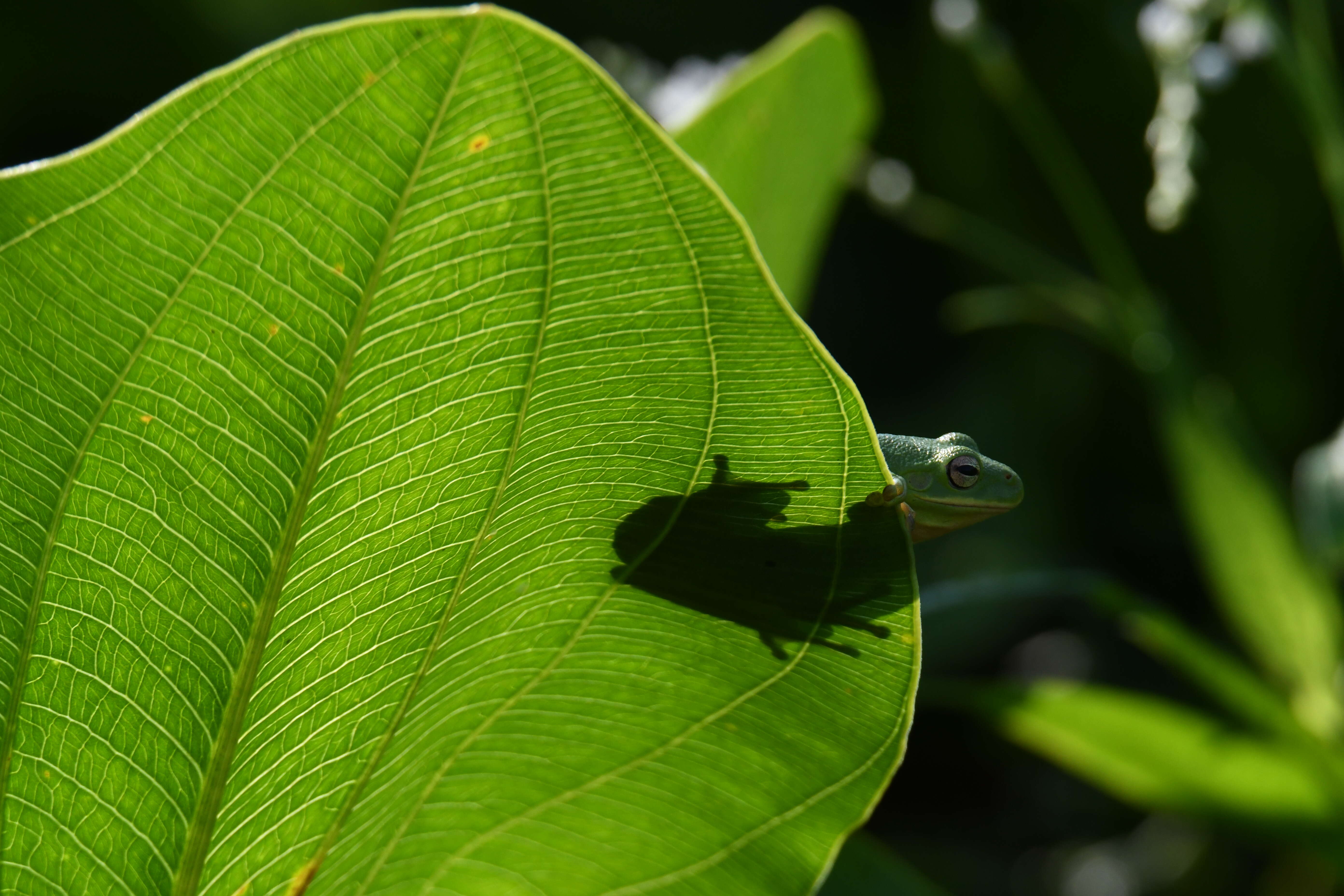 Image of American Green Treefrog