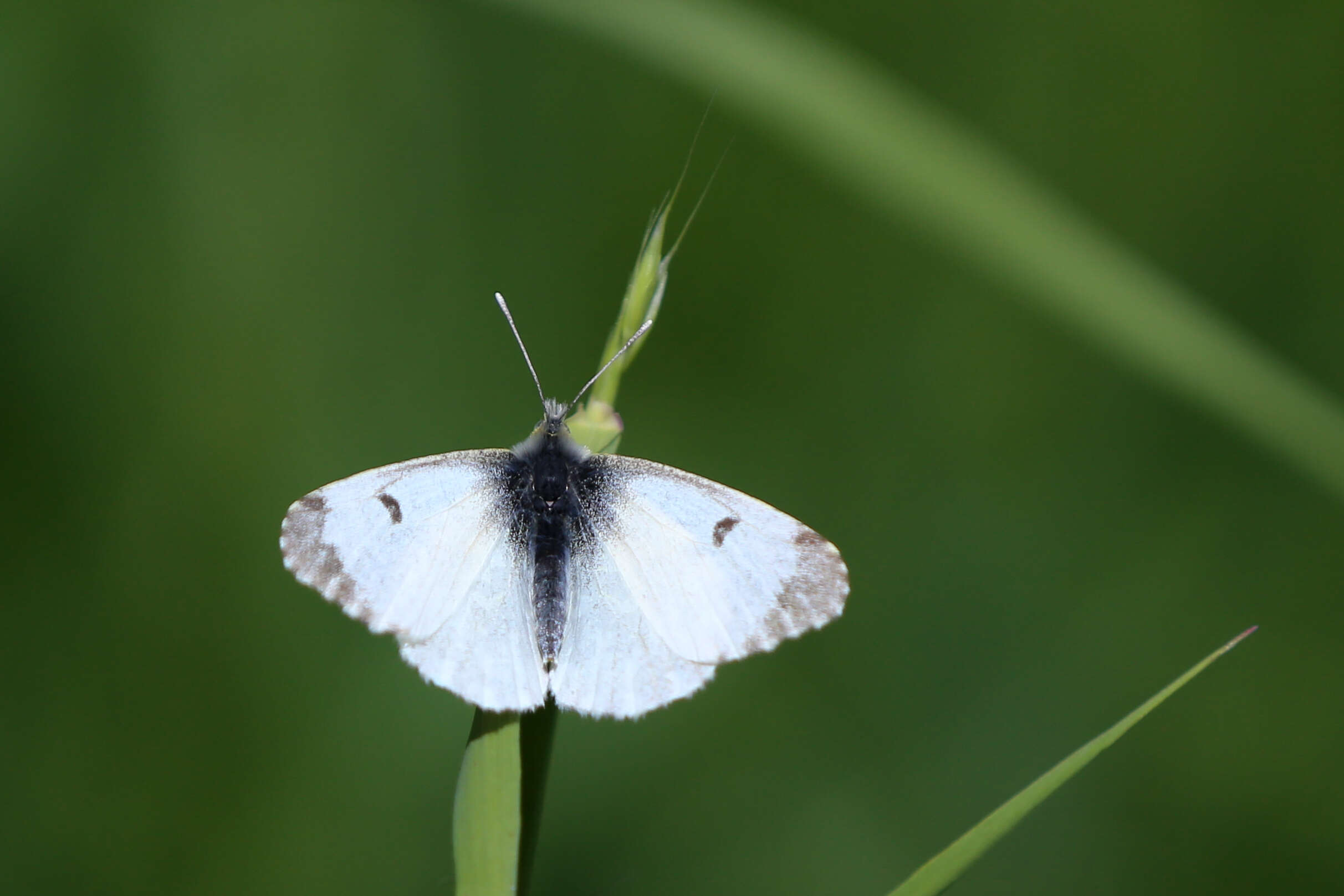 Image of orange tip