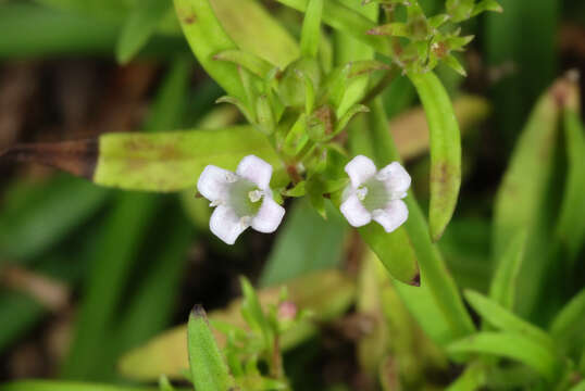 Image of longleaf summer bluet