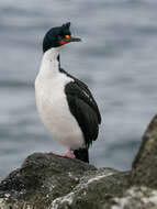 Image of Chatham Island shag