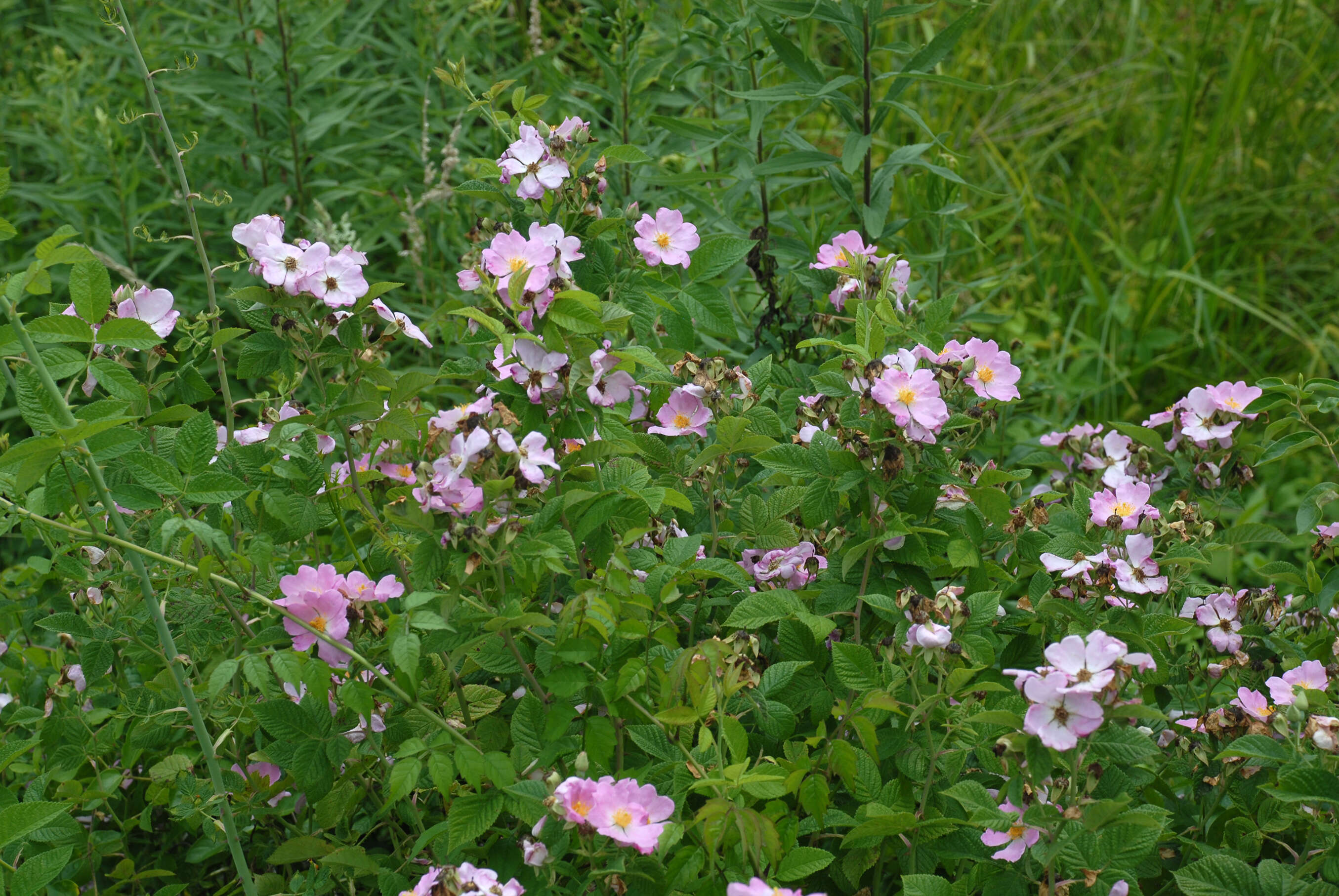 Image of climbing rose