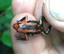 Image of Cauca Poison Frog