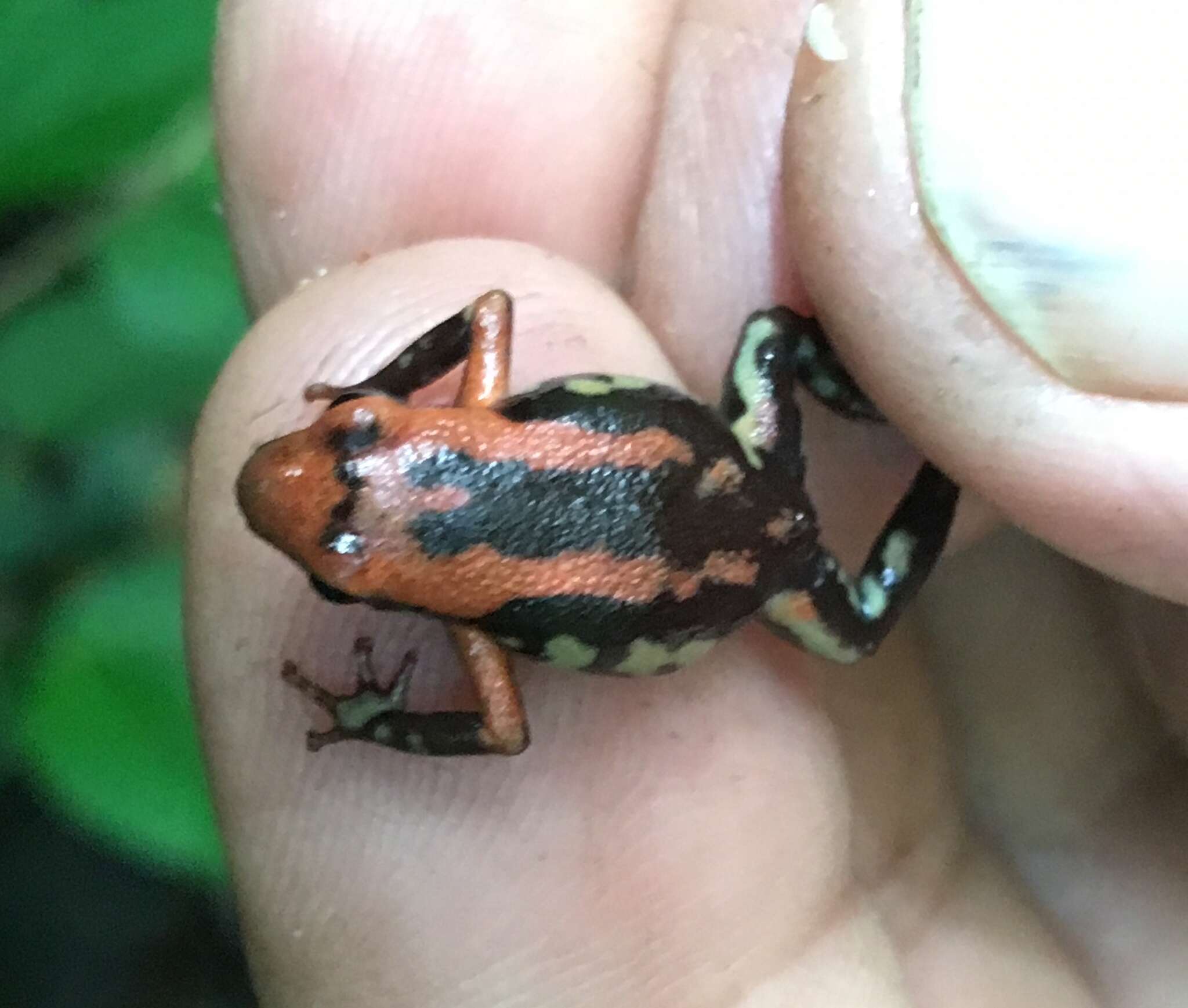 Image of Cauca Poison Frog