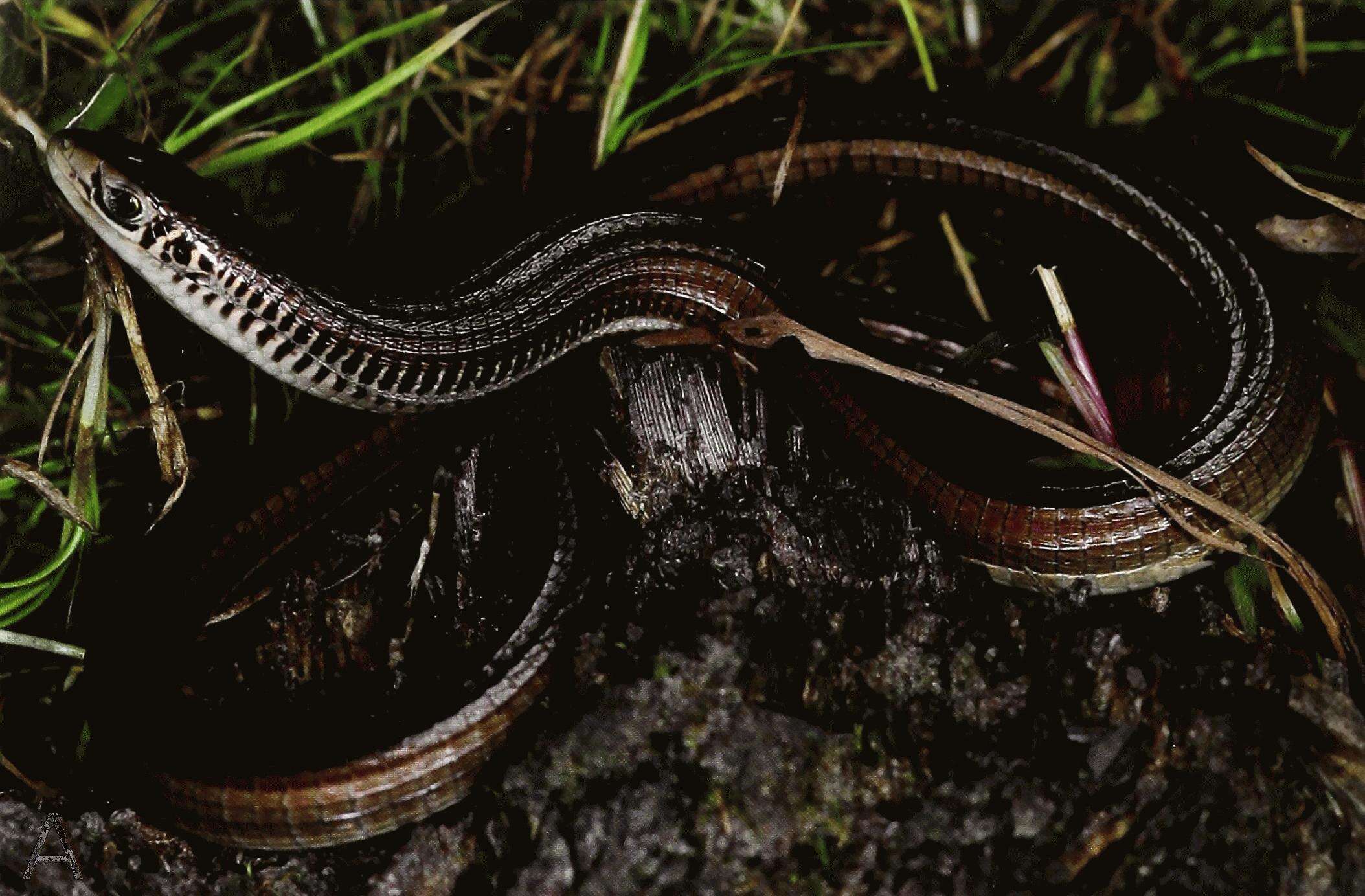 Image of Ellen's Whip Lizard