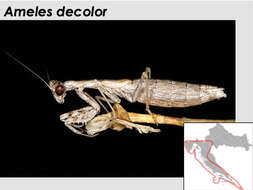 Image of Ameles decolor (Charpentier 1825)