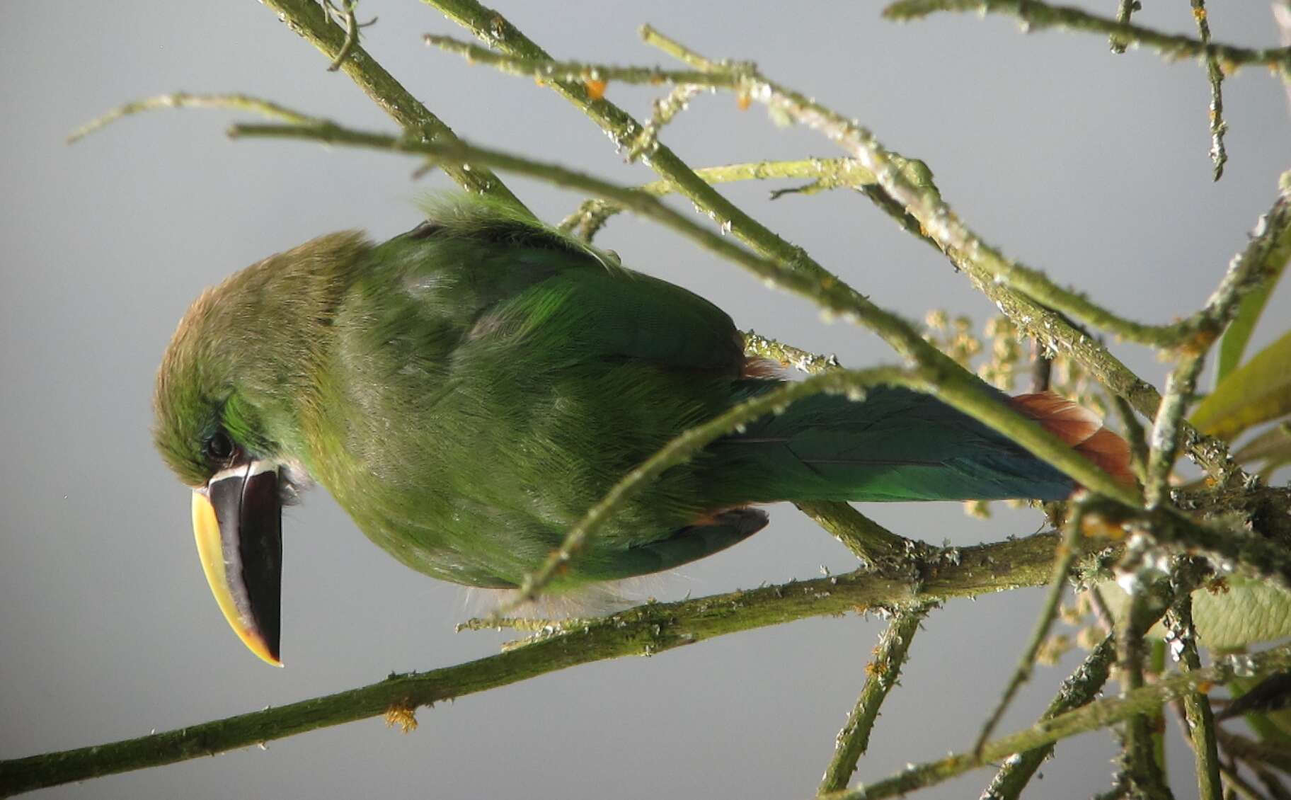 Imagem de Aulacorhynchus albivitta (Boissonneau 1840)