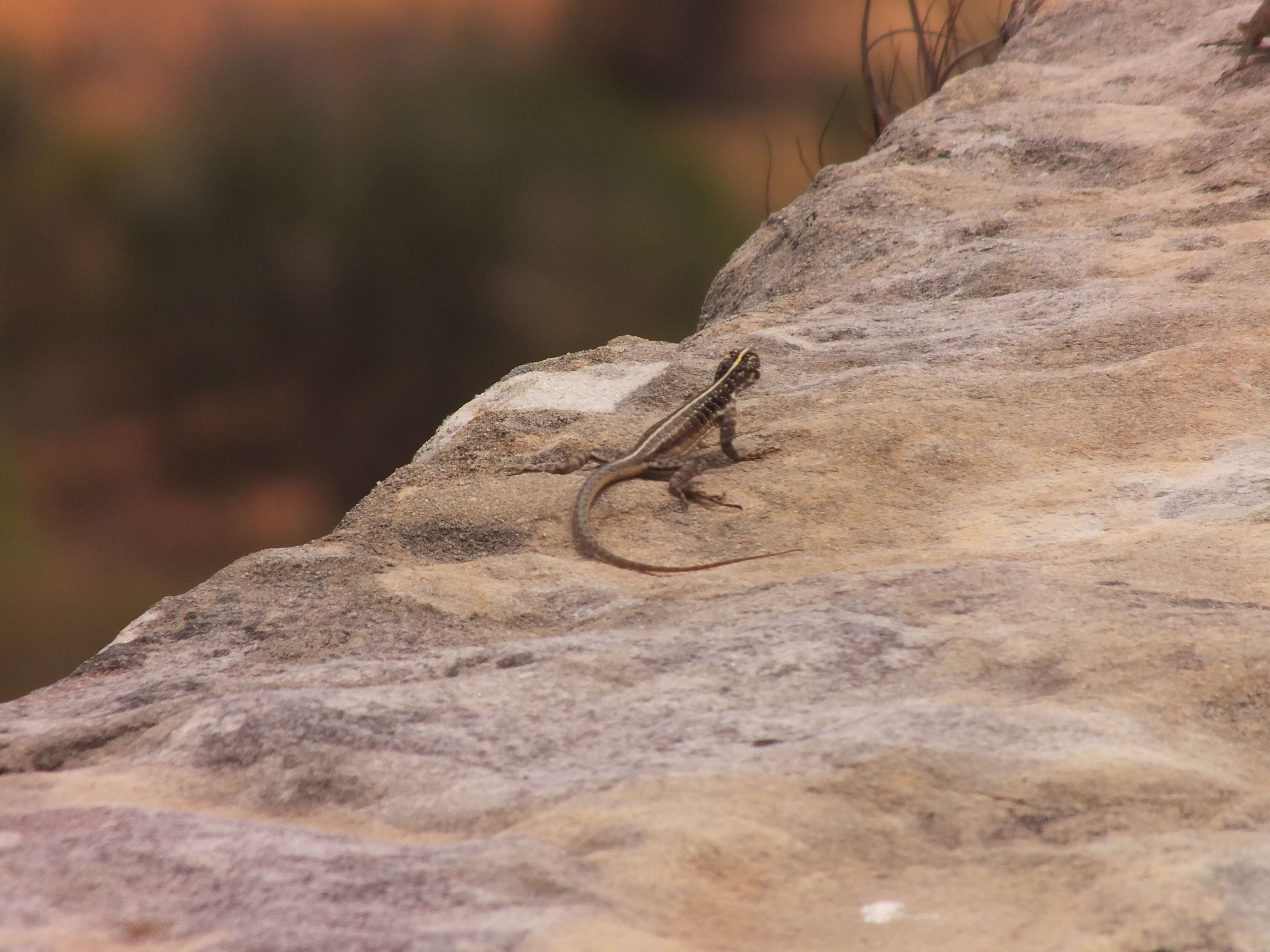 Image of Striped Lava Lizard