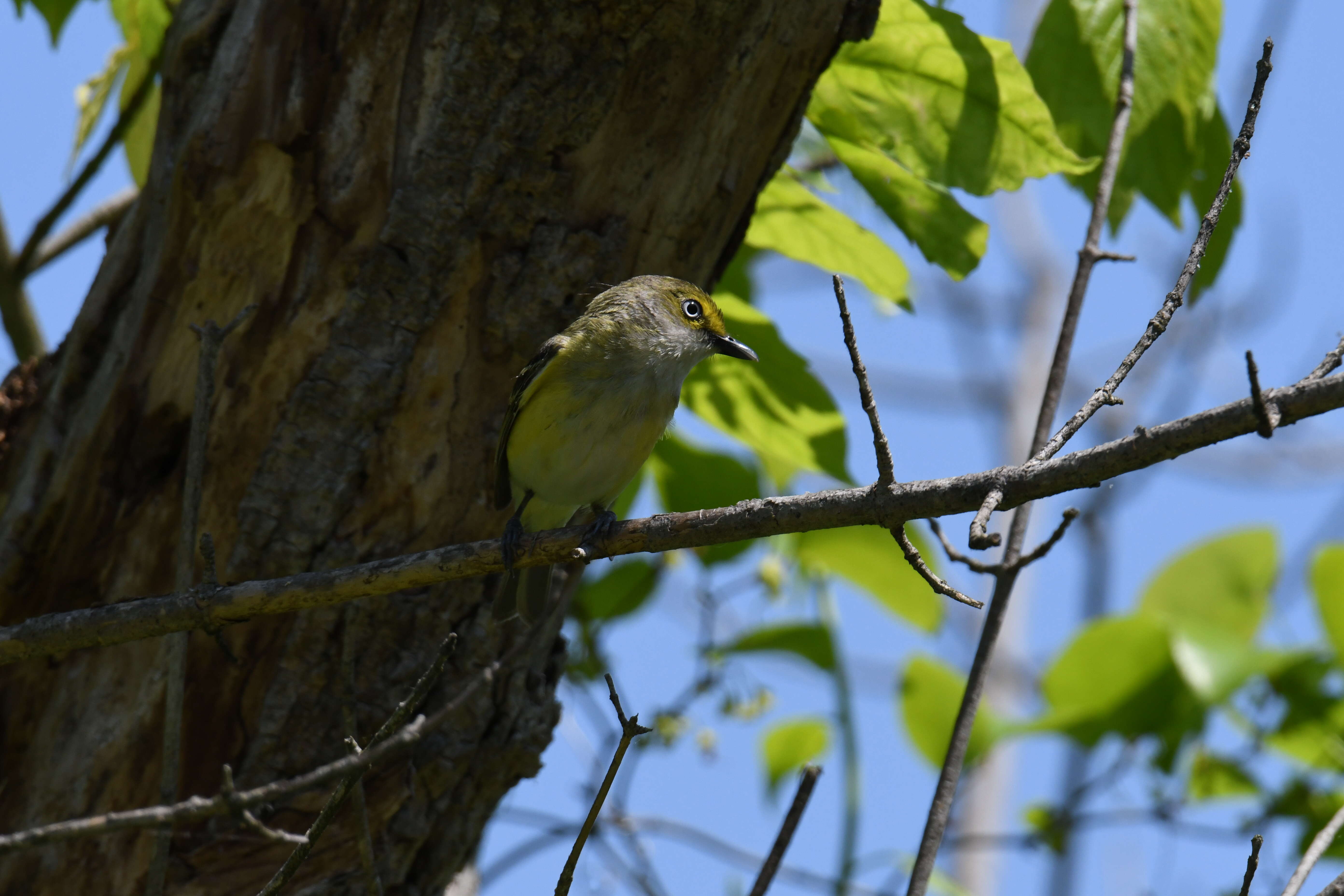 Слика од Vireo griseus (Boddaert 1783)